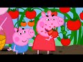 Grandad Dog S BIG Tomatoes Best Of Peppa Pig Cartoons For Children