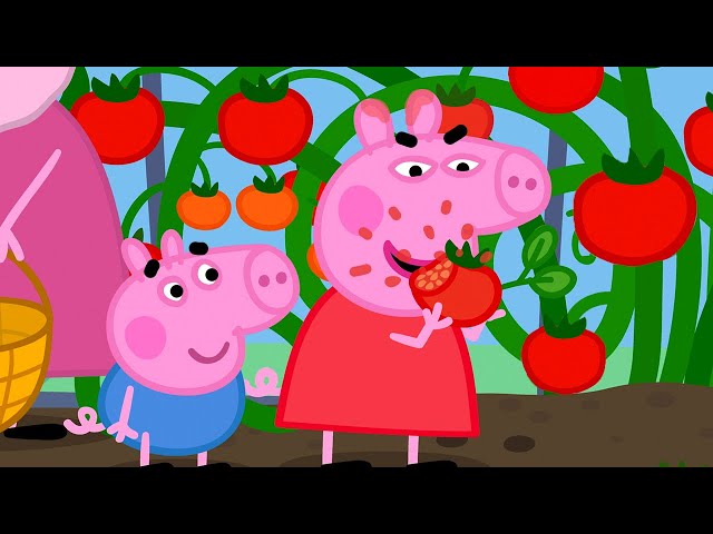 Grandad Dog's BIG Tomatoes 🍅 Best of Peppa Pig 🐷 Cartoons for Children class=