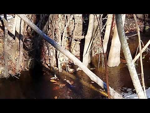 ALLIGATORS IN ICE