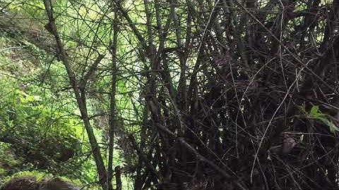 Qaib qus pem hav zoov.ไก่ป่าในธรรมชาติงดงามยิ่งกว่าสิ่งใด.Red jangle fowl.(1)