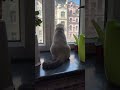 Котик Мао