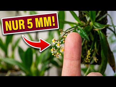 Die kleinste Orchidee? Oncidium morenoi im Vergleich