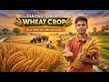 Lec -1..Wheat Cultivation #wheat #cultivationofwheat#bscagriculture #agriculture #agronomy