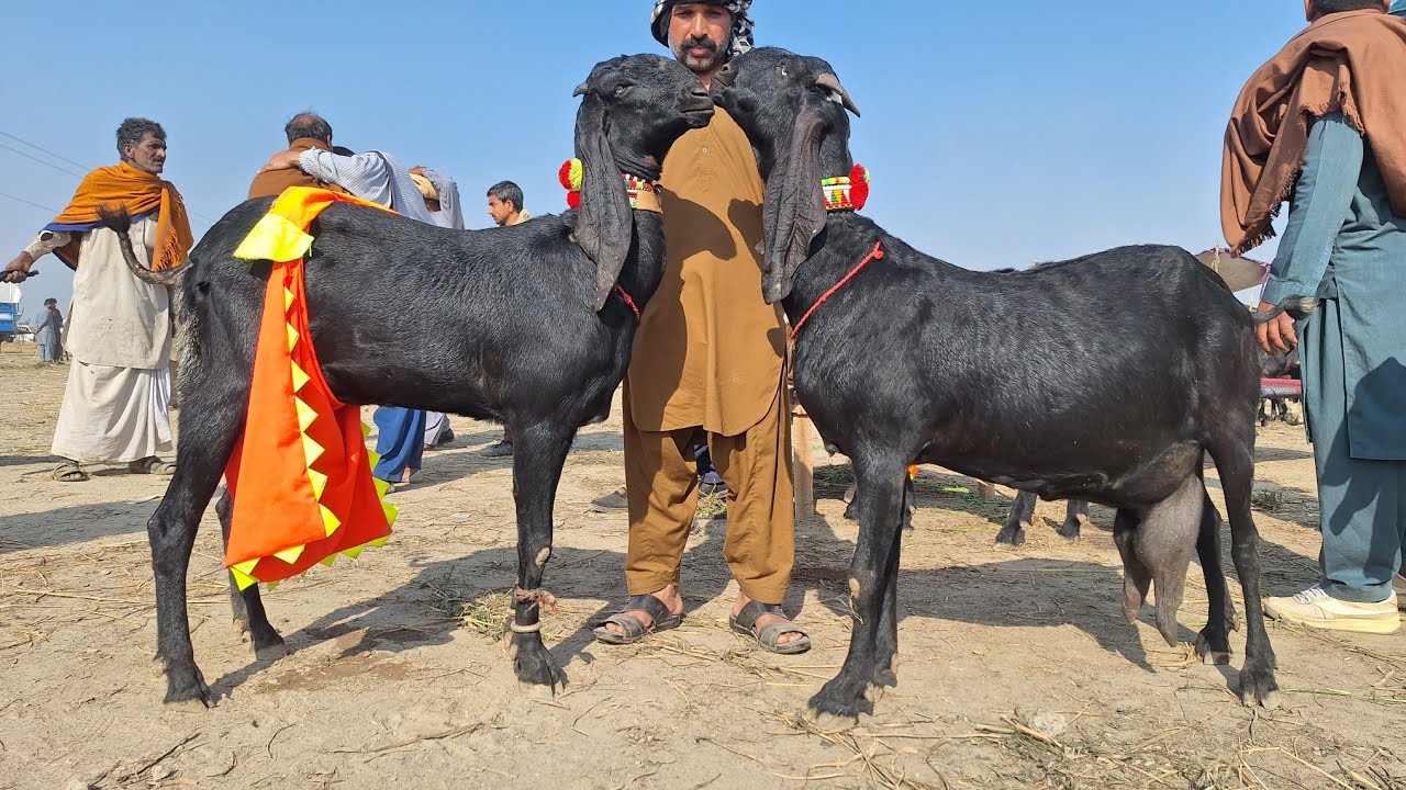 27 February 2026 Bakra Mandi Sahiwal Ki Update Sony Wali Ghban Beetal Bakryian