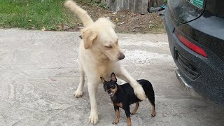 Reaction Golden Retriever To The First Meeting Miniature Pinscher by Explore The World 5,146 views 2 years ago 1 minute, 41 seconds