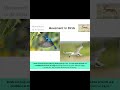 Movement in animals#birds#shorts.