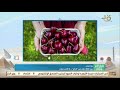 صباح الخير يا مصر بيع 500 جرام من الكرز بـ 9 ألاف دولار 