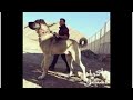 حقائق اول مره تسمعها عن كلب الدرواس الكردي كلب بشدار كلب بيجدار كلب الماستيف الكردستاني 