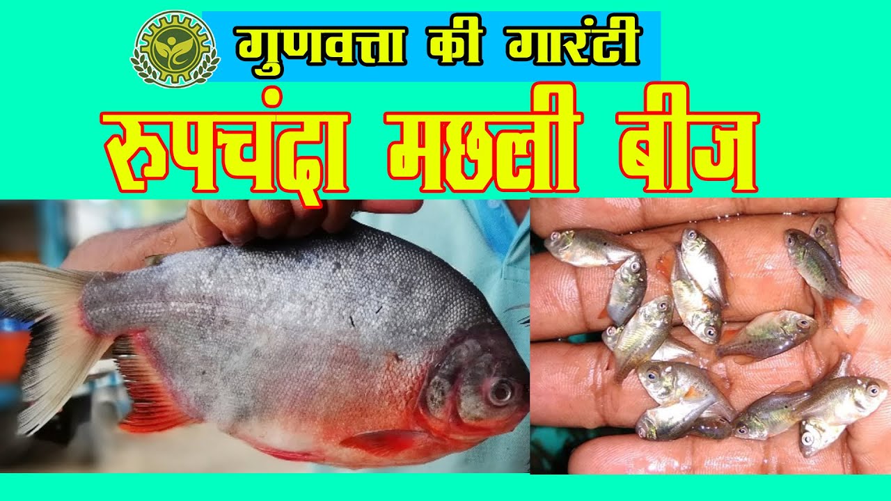 Rupchanda Fish Seeds - रूपचंदा मछली बीज - Top Rupchanda Seed Farm in ...
