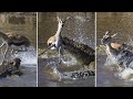 Mother deer save her baby from crocodile  great trending sacrifice