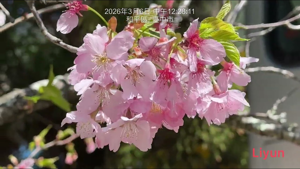 2026.3.6.武陵農場（櫻花）