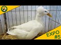 EXPOSITION AVICOLE | EPISODE 5 | LES PALMIPÈDES SUR L'EXPOSITION DE LIMOGES 🦆🐓