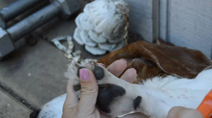 Trimming Nails Part two