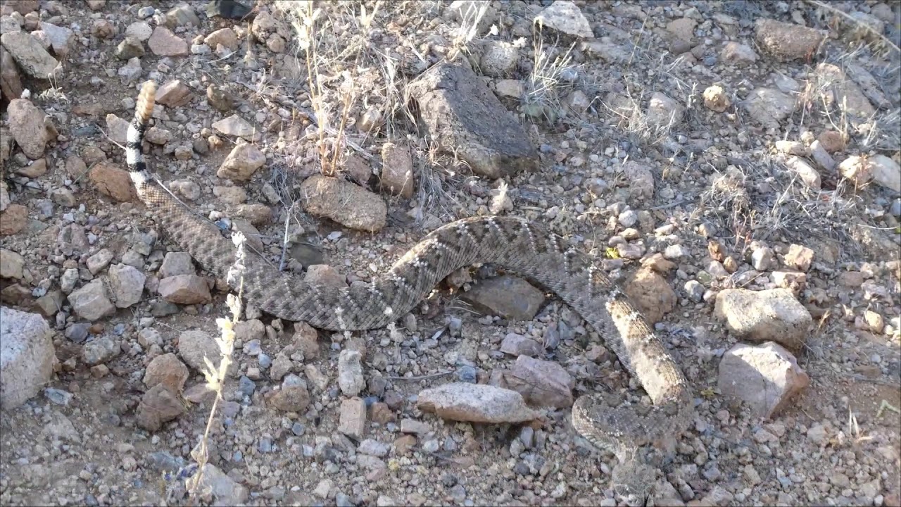 20200509 Western Diamondback Rattlesnake YouTube