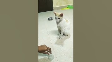 Cute cat play time 😅wait till end..#shorts #bts #butter #cat#btssongs