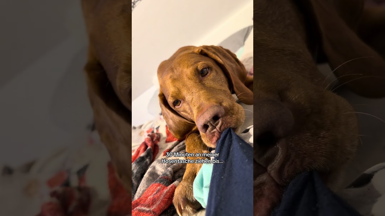 Und wie sind eure Tiere so drauf?🥴 #assistenzhund #hund #tiere #cuteanimals