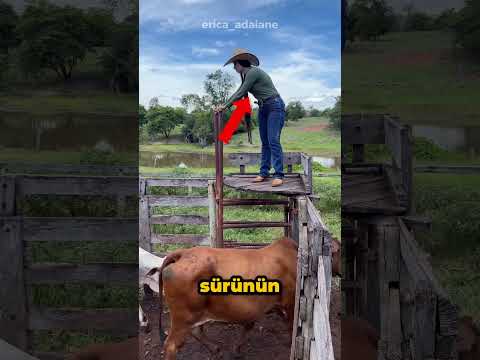 Büyükbaş Hayvanları Ayıran Usta Kovboy Kız 🤠