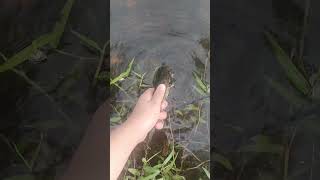 Proses Pelepasanperilisan Kocolan