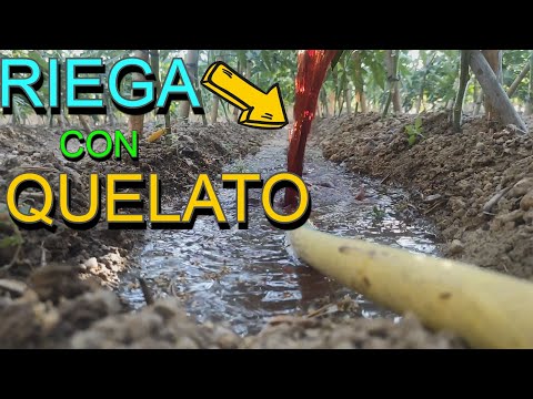 🍅 RIEGA tus TOMATERAS con Quelato de Hierro || Cuajar Flores 🍅