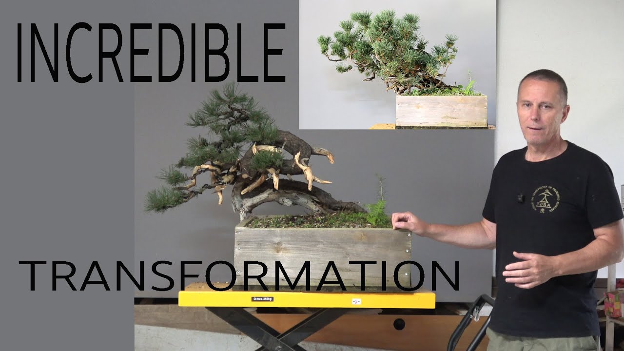 Incredible Transformation - First Styling of a Mountain Pine