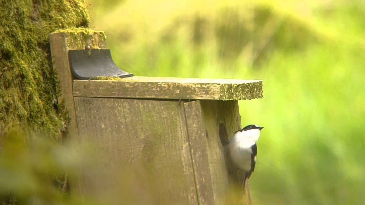 Pied Flycatcher, Tree Pipit, Wood Warbler. 