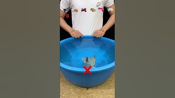 Try To Guess How Many Will It Float #asmr #experiment #oddlysatisfying #experimnent