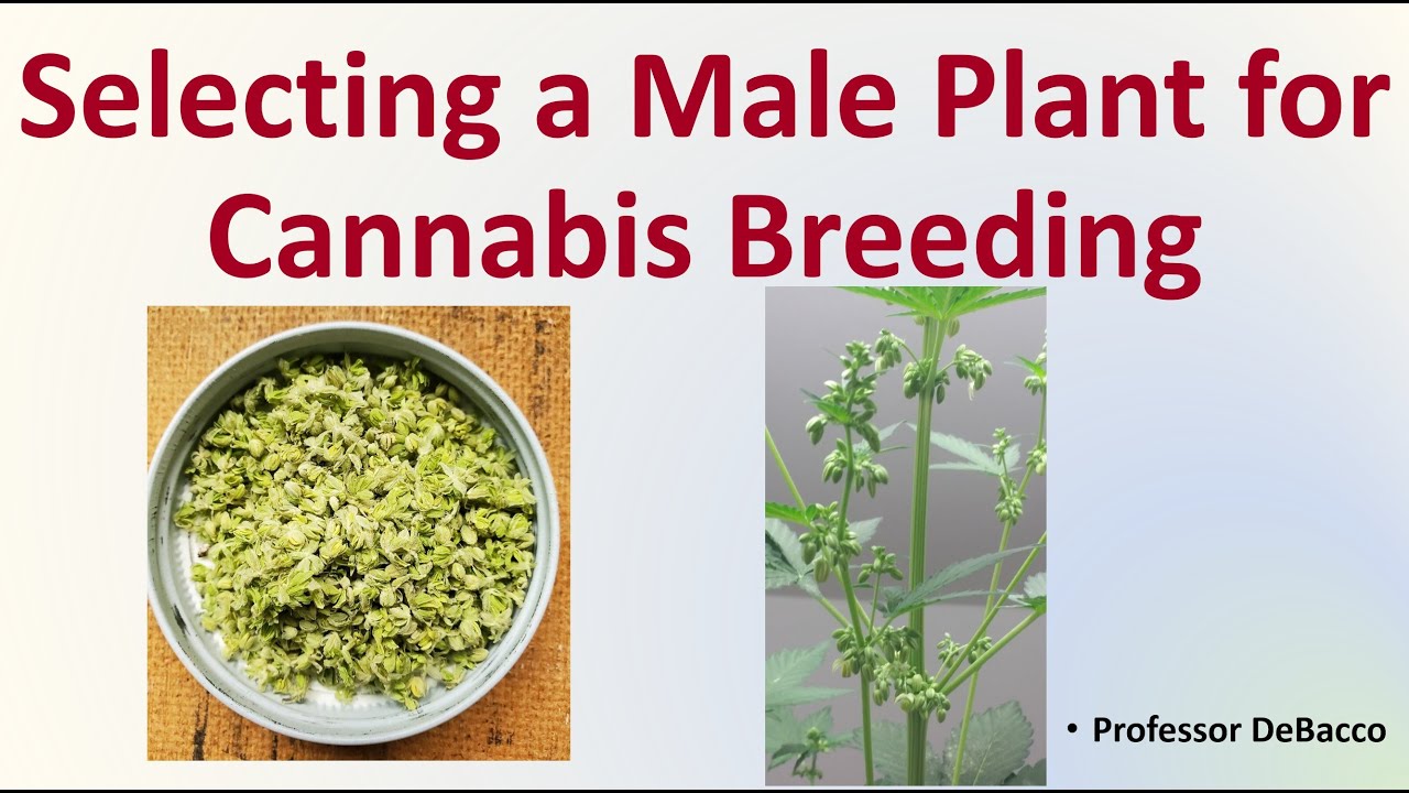 Selecting a Male Plant for Cannabis Breeding