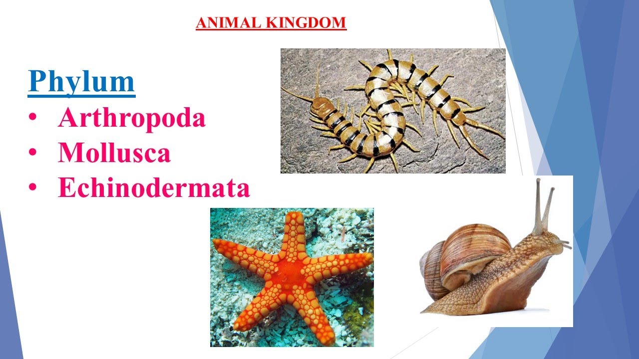 Arthropoda I ,Mollusca I Echinodermeta I Class 11 I animal kingdom I # ...