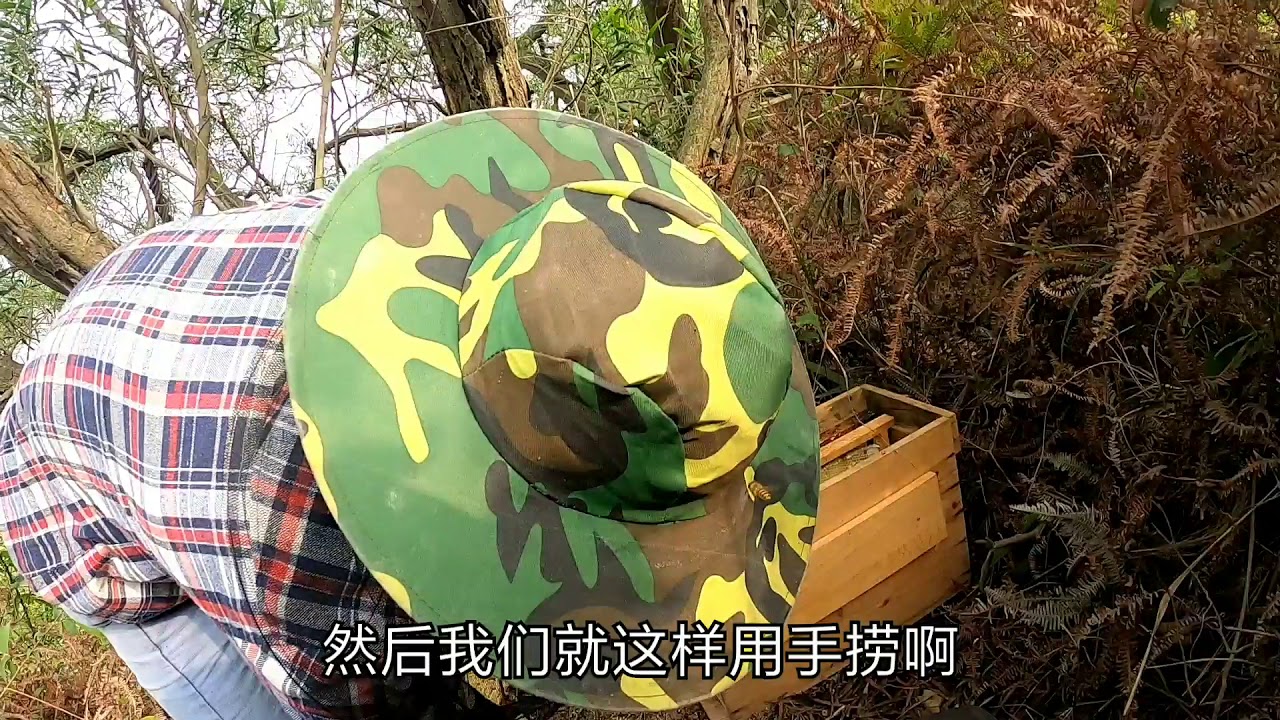 【真過癮】野外收回來的蜜蜂，如何才能讓蜂王和工蜂在自己的蜂箱內安心居住Bees Hunter: How to Well Place Wild Bees | Beekeeper (Apr 2020)