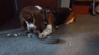 Puppy Blossom chews one of Mummy's slippers! by Blossom the Basset Hound 82 views 3 weeks ago 20 seconds