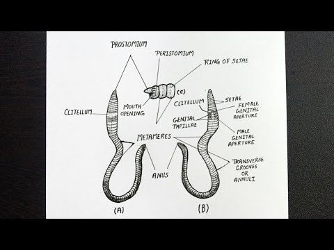 केंचुआ की संरचना || केंचुआ का डायग्राम और एनाटॉमी || कक्षा 11 || जीवविज्ञान