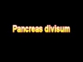 What Is The Definition Of Pancreas divisum Medical School Terminology Dictionary