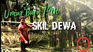 PEKERJA SAWIT SKIL DEWA ASAL SUMBA NTT// PERKEBUNAN KELAPA SAWIT KALIMANTAN