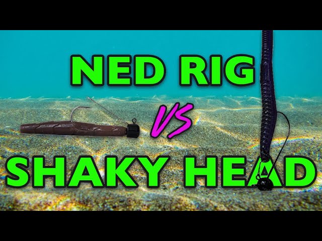 Ned Rig VS Shaky Head - The ULTIMATE Bottom Bait Finesse Battle
