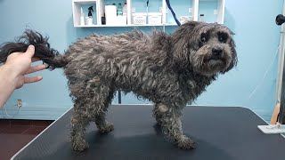 Grooming A Very Matted Poodle Mix