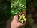 Omo twma mwthai bo sabai gradi