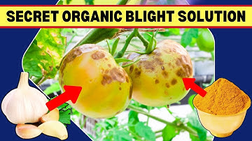 How to Stop Early Blight on Tomatoes Naturally – Works Like a Charm!