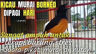 KICAU MURAI BORNEO JUARA DI PAGI HARI COCOK UNTUK TERAPI MURAI STRES DAN JADI SUARA PIKAT DI HUTAN !