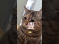 猫がお腹を空かせたらどうしますか