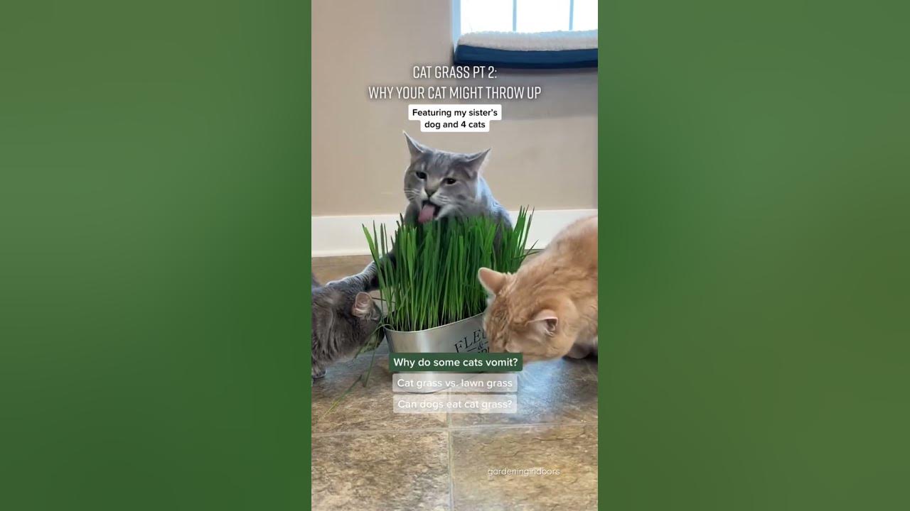 Why Cat Grass Makes Some Cats Throw Up YouTube
