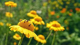 Small black ants crawling on flowers of blooming yellow marigold f