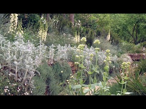 Video: Jardinería de flores silvestres: cómo usar flores silvestres y plantas autóctonas