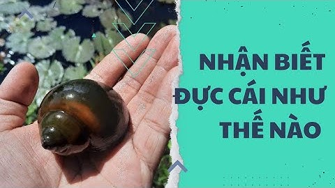 Thời Gian và kHả Năng Sinh sản Ốc Bươu đen. Cách Nhận Biết Đực Cái