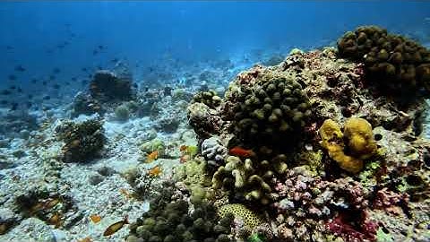 Denna atoll brukar vara lekplats för unga revhajar,....tyvärr inga vid detta dyk