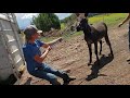 Our New Plan for Our Paint Horse | Surprise Baby on the Farm | Watering Horses | Loading the Donkeys