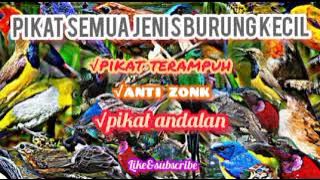 Mp3 Suara pikat semua jenis burung kecil | suara burung kecil ribut paling ampuh terbukti