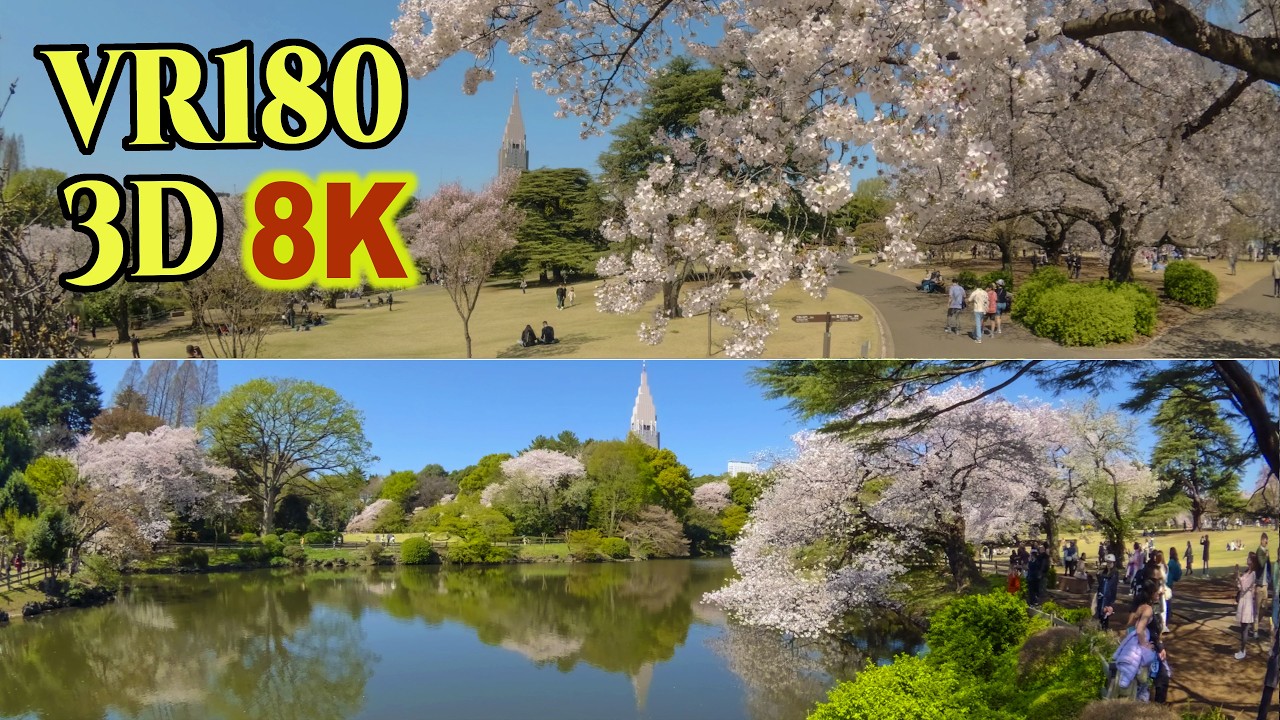 8K 3D VR180 ] 多くの外国人花見客で賑わう新宿御苑の桜 2026 - YouTube