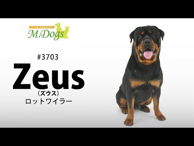 ペットモデル#3703 ロットワイラー「Zeus(ズウス)」 - YouTube