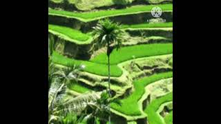 story wa pedesaan||campursari||jawa