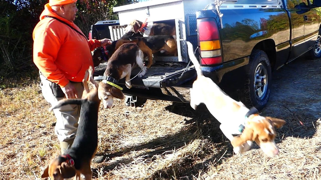 Stung by Yellow Jackets, bow hunting , running dogs YouTube